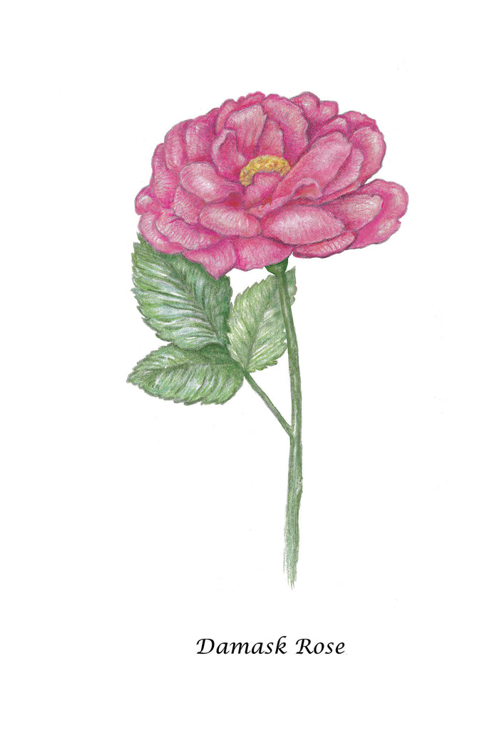 mini card - Damask Rose