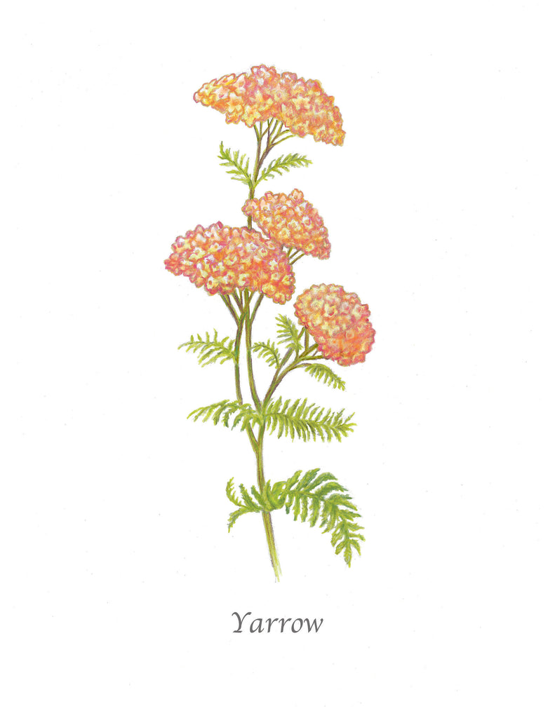 Garden Mini Card - Yarrow Botanical Floral