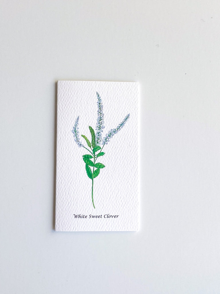 Garden Mini Card Set - White Sweet Clover Botanical Floral
