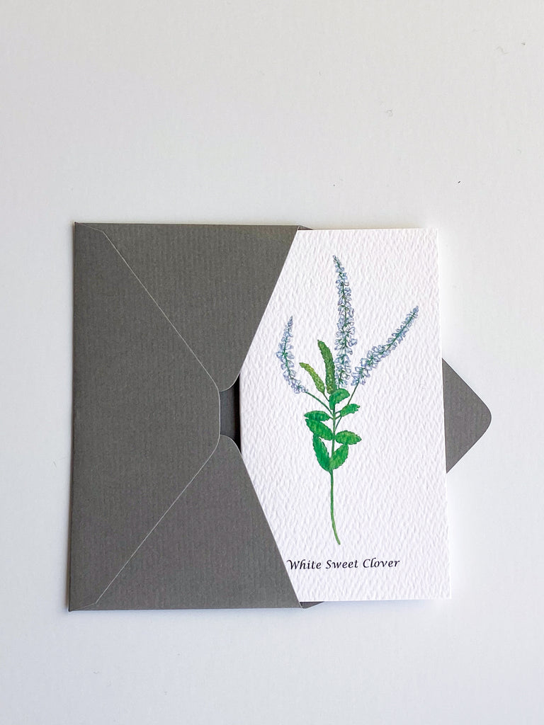 Garden Mini Card Set - White Sweet Clover Botanical Floral
