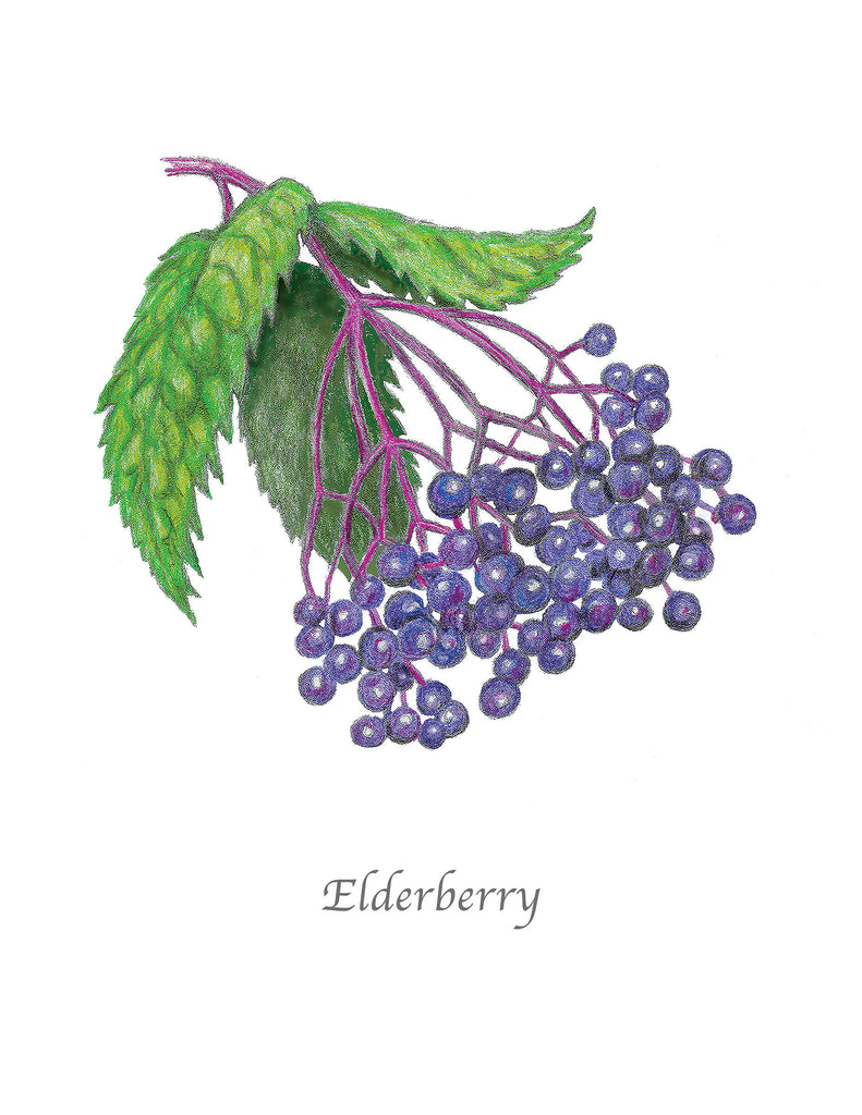 Garden Mini Card Set - Elderberry Botanical Floral