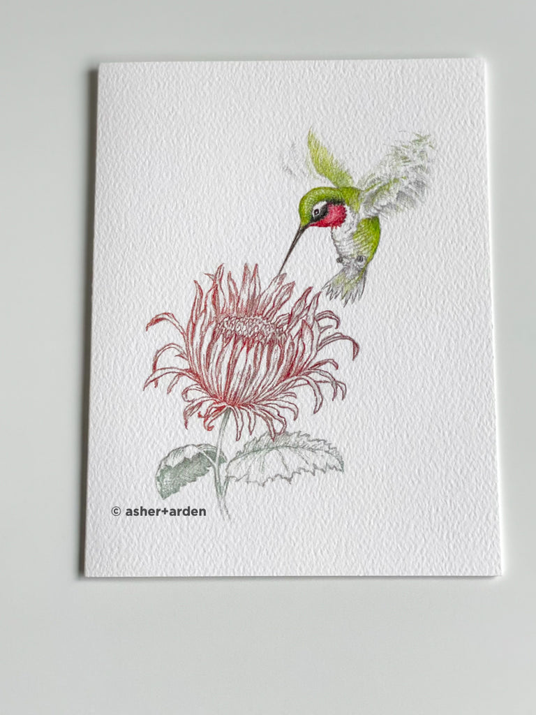 Garden Hummingbird - Boxed Set