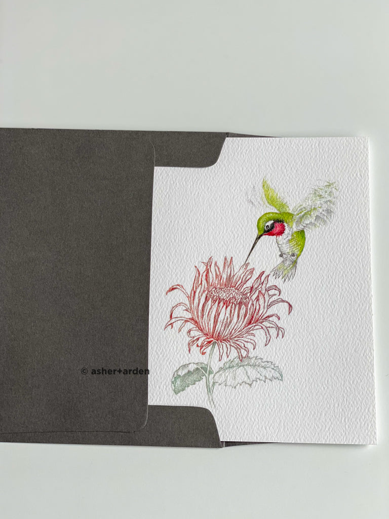 Garden Hummingbird - Boxed Set