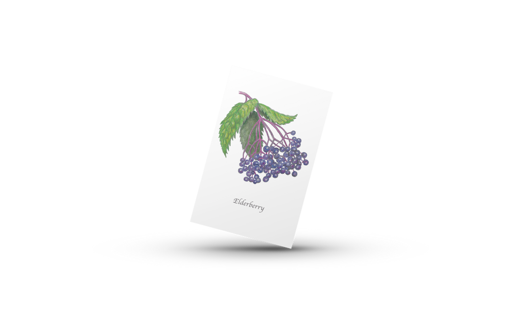 Garden Mini Card Set - Elderberry Botanical Floral