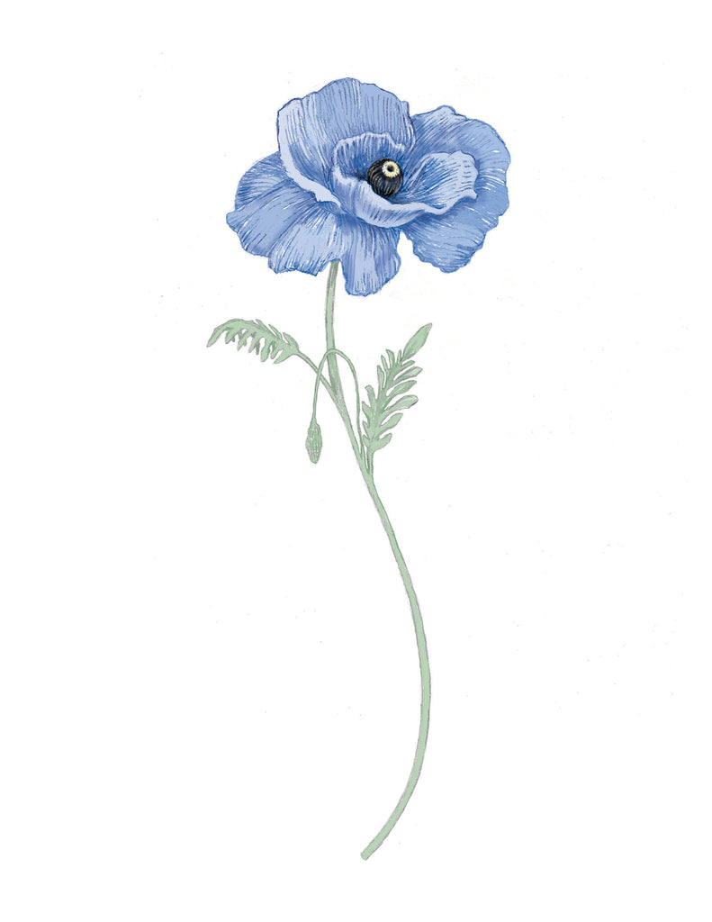 Garden Mini Card Set - Blue Poppy Floral